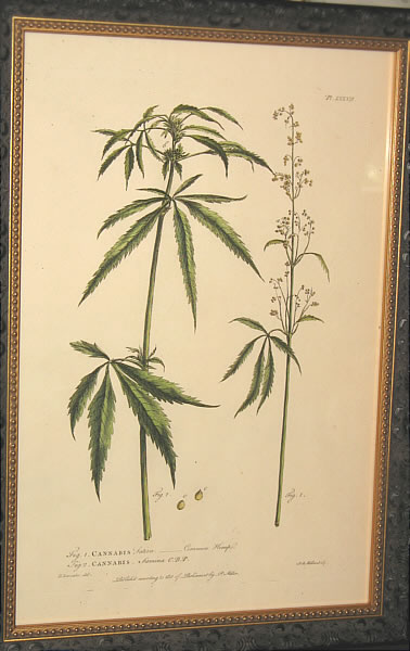 Accessories<br>Accessories Archives<br>SOLD   Botanical Print of Cannabis