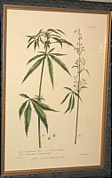 SOLD   Botanical Print of Cannabis